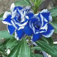 wholesale2 Pcs Desert Rose Seeds Blue with White Side Garden Home Bonsaiplant bonsai
