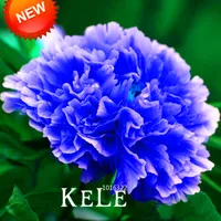 Best-seller! Specie rare e preziose cinesi di semi di fiori di peonia blu 10 particelle / lotto, # BK40AY