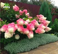 wholesale50 Vanilla Strawberry hydrangea Flower Seeds for planting in pot or ground easy plant bonsai