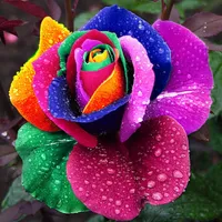 200 Pz Seeds Rare Holland Rainbow Rose Flower Home Garden Rare Semi di fiori rari Semi di rosa colorati
