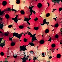 10 ADET Güzel Çiçek Thunbergia Alata Tohumları Sunrise Turuncu Siyah gözler Susan Çiçek Tohumları Bonsai Saksı Flant Ev bahçe