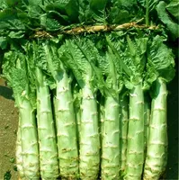 ホームガーデン植物アスパラガスレタス150シード中国のCeltuce、アスパラガスレタス、大きなステムレタスセロリレタス野菜の種