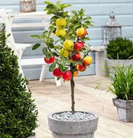 wholesaleDwarf bonsai macieira 20 Sementes Pick Delicious Fruitsbonsai planta jardim