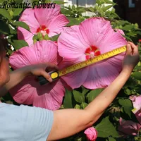 50 deeltje / tas Giant Hibiscus Bloemzaden Hardy, Mix Kleur, DIY Thuis Tuin Potfot of Yard Flower Plant Gratis verzending