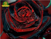 Gerçek Kan Siyah Gül 200 adet Nadir Gül Tohumları Çiçekler Tohumları Bahçe Bonsai Dikim Ücretsiz Kargo Semillas de Rosa Siyah Gül