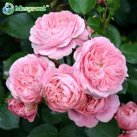 Rose seeds , Climbing Plants , Polyantha rose, Chinese Flower Climbing Roses Seeds , 100 pcs/bag(Mixed color)