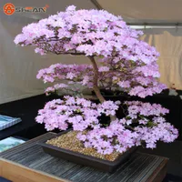 Japanska Sakura Frön Bonsai Flower Cherry Blossoms Cherry Tree Ornamental Plant 10 Partiklar / Lot
