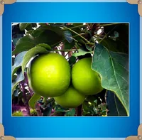 30 Green Apple Seeds Very Fresh Fruit Seeds Rare Mini Apple Bonsai Tree for Flower 100% Rreal Seeds for home garden plant