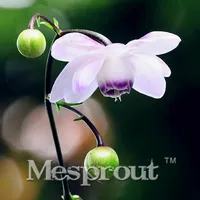 Neue Ankunft! 10 STÜCKE Lotus Traubensilberkerze Blumensamen zum Einpflanzen in Topf oder Boden einfach zu Blumensamen als Bonsai wachsen