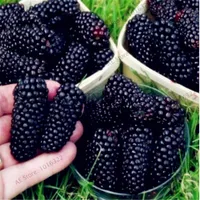 Zaman sınırı!! 100 Parça Tatlı Siyah Berry Dev Blackberries Heirloom Blackberry Tohumları Üçlü Taç Blackberry Siyah Dut Tohumları