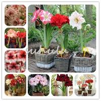 100 PCS Amaryllis Sementes, (Não Amaryllis Lâmpadas), Bonsai sementes de flores Hippeastrum Barbados Lily Planta Para Casa Garden 10 cores você pode escolher