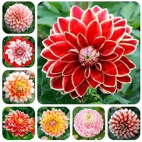 ¡Nuevo! 100 PCS Hermosa rara Rainbow Dallia Semillas, Peony China Bonsai Flower Semillas 10 colores para elegir para el hogar Plantación de jardines