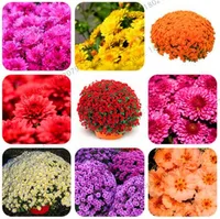 100 Pz / Borsa Semi di margherita arcobaleno, crisantemo arcobaleno, semi di fiori bonsai, belle piante in vaso naturale per il giardino domestico