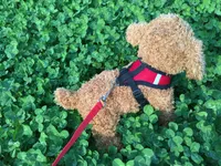 1.2m Pet Traction Rope 5 colori Puppy Harness Vest Collar Small Dog Corda Collar Strap per cani di piccola taglia