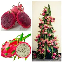 100% echte Drache Fruchtsamen Weiß und Rot Pitaya Samen für Hausgarten Nicht-GVO Obstsamen Bonsai oder Topfpflanzen 100 Stück / Tasche