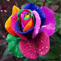 1000 pz Bella arcobaleno rosa semi di rosa multicolore semi di rosa rosa semi di fiori di famiglia piante da giardino piante di fiori specie