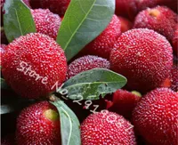 10 Teile / beutel Schwarz und Rot Süße Myrica rubra Samen Seltene organische exotische Tropische frucht baum samen essbar, Chinesische Erdbeere Baum Samen