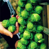 120 Stück / Tasche Mini Kohlsamen, Brüssel Sprossensamen, lange Insel, Erbstück, Bio, Nicht-GVO-Gemüsesamen für Hausgarten