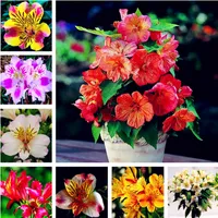 Venta caliente 100 Unids Alstroemeria Semillas Peruvian Lily Alstroemeria Inca Bandit Princesa Lily Bonsai Semillas de Flores Planta Para el Hogar Jardín