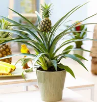 2018 Ny produkt ananasfrön 100 st / väska dwarf ananas växt träd frukt sällsynt bonsai växter frö för hem trädgård dekoration