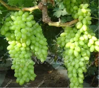 Sale! 20 Pcs Rare Green Finger Grape Seeds Fruit Tree Seeds Natural Growth Grape Delicious Home Gardening Fruit Plants