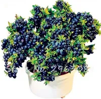 100 Stück Blaubeere Samen 2 Farben blau rot Bonsai Blaubeere Baum Obst Gemüsesamen Non-GMO Topfpflanze für Hausgarten