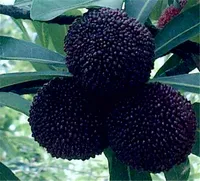 Tatlı Myrica rubra Tohumları Nadir organik egzotik Tropikal meyve ağacı tohumları yenilebilir meyve, Çin Çilek Ağacı Tohumları 20 adet / torba Ücretsiz Kargo