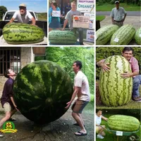 2018 Hot Rare Sementes De Melancia Gigante 50 pcs de Frutas de interesse Vegetal Tão Doce Fácil de plantar Para Jardim Fazenda Família Planta
