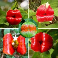 Red Lips Flower Seeds Rare Flower Pots Psychotria Elata Flower Seeds 100 pcs / bag bonsai pot plant for home Garden Supplies I187