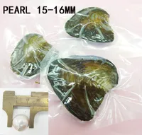 Free shipping 1pcs vacuum packaging. Edison Pearl Oyster. Each oyster has a huge 15-16mm Edison pearl