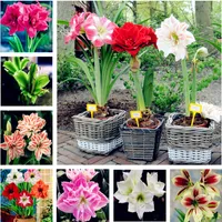 Sıcak Satış 100 adet Amaryllis tohumları, Amaryllis Çiçek Tohumları, bonsai çiçek tohumları hippeastrum Barbados Zambak bitki ev bahçe için bitki