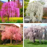 20 st / väska som gråter sakura frön, körsbärsblomning frön, vacker sakura träd bonsai kruka växt träd blomma frön för hemträdgård