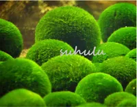 Nouvelle arrivee ! 100 pcs / sac aquarium Eau Herbe rare algues vertes aquatiques graines de plantes réservoir de poissons d'intérieur embellissant des graines de plantes