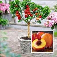 Sweet Peach Seeds, Automne Rouge Peach Tree Fruit Graines Drawf Indoor Bonsai pour La Maison Jardin En Pot Graines De Plantes 10 Pcs livraison gratuite