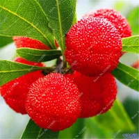 Sprzedaż 10 szt. Nasiona arbutus Myrica Rubra Nasiona Red Bayberry Wieloletnia Kwiat Ogród Słodkie Owoce Nasiona Kiełki Wskaźnik Kiełki 95%