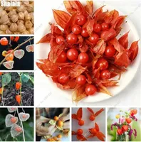 Heirloom Physalisの種子甘いフルーツ野菜の種子有機中国のランタン植物多肉植物の植木鉢フラワーストリート100個