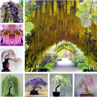 Sale! Wisteria Seeds bonsai flower seeds wisteria tree plant perennial flowers climbing growth for home garden 100 pcs Free Shipping