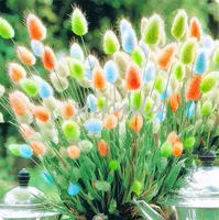 Beautiful 100 Pcs Ornamental Rabbit Tail Grass Seeds a Variety Of Color Mixing Of Grass Diy Potted Plant For Garden Ornamental