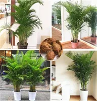 Vendita calda! 5 pezzi Chrysalidocarpus lutescens semi semi decorazione della casa areca semi di palma piante da interno farfalla piante semi di palma