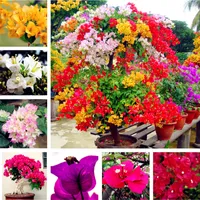 Free Shipping 100 pcs/bag ,Bougainvillea seeds, potted seeds, flower seeds, variety complete, the budding rate 95%, (Mixed colors)
