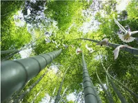 Tapete Schlafzimmer High-Definition dreidimensionale ästhetische Bambus Wald fliegende Taube Top Zenith Wandbilder