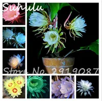 50 Pz Rare Beautiful Epiphyllum Flower Seeds Rare Orchid Cactus Plants Nightblooming Home Garden Piante da fiore