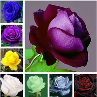 120 pcs Rare Couleur Chinois Rose Arbre Bonsaï Graines Vivaces Fleurs Pour Jardin Planteurs En Pot Semillas De Flores Raras