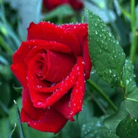 Gratis frakt Billiga Populära Rose Frön Attract Färg Rosa Lila 60 Styck Fröer Per Paket Hem Trädgård Fröer