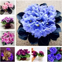 Stor kampanj! 100 st Afrikansk violett blomma frön sällsynt trädgård Bonsai perennial ört blomma frö variation komplett blandad 24 färg
