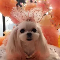 2018New Dog Grooming Clip Hund Haarspange Anhänger Kaninchen Ohr Bogen Haarnadel Haar beugt 20pcs / lot