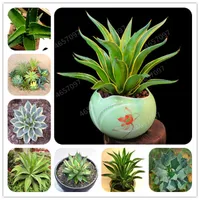 300 Pcs Mixed Aloe seeds Cacti Agave Bonsai Rare Succulent Plants Agave-Americana Potted Agave Plants For Home & Garden Decoration