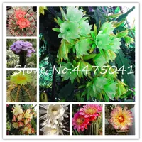 200 piezas / bolsa escalada cactus flor bonsai planta semillas suculents interior floración cactus planta perennes jardín adornos semille de flores