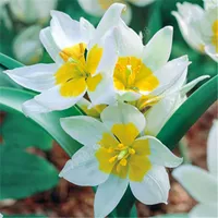 100 piezas de las importaciones holandesas de tulipanes bonsai semillas de la planta la flor del tulipán hermoso de la flor Tulipanes para el jardín simboliza el amor