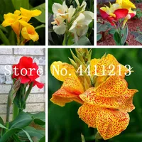 100Pcs / torba Çok Renkli Çok yıllık Canna Çiçek Bitki Ağacı Bonsai bitki tohumları Süs Bitkileri Muz Genus Semillas Home For Bahçe Dikim